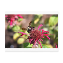 Bees and Blooms - Nothing is Wasted postcards by dphotogear Bees and Blooms - Nothing is Wasted postcards