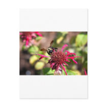 Bees and Blooms - Nothing is Wasted postcards by dphotogear Bees and Blooms - Nothing is Wasted postcards