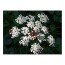 Bees and Butterfly posters