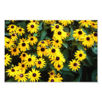 Bees and Flowers Photograph