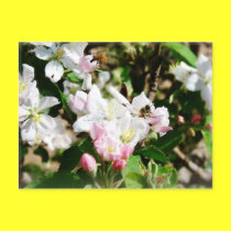 Bees & Blossoms postcards