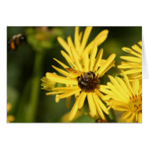 Bees cards