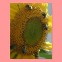 Bee's Delight posters by shore1 Bee's Delight posters