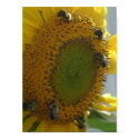 Bee's Delight posters