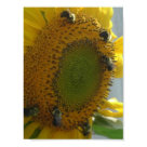 postcard - Home grown sunflower is a feast for the bees.