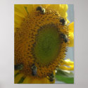 Bee's Delight posters