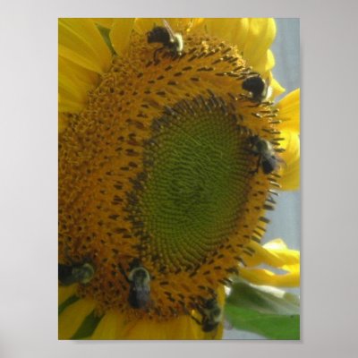 Bee's Delight Posters by shore1