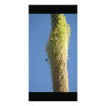Bees Feeding on Desert Flowers Mexico Personalized Photo Card