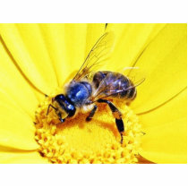 Bees Flowers Insects Photo Cut Out