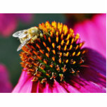 Bees Flowers Macro Photo Cut Outs