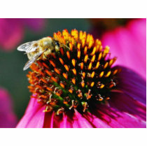 Bees Flowers Macro photo sculptures by lifesphere Bees Flowers Macro photo sculptures