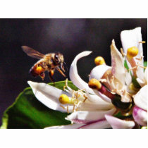 Bees Flying photo sculptures by lifesphere Bees Flying photo sculptures