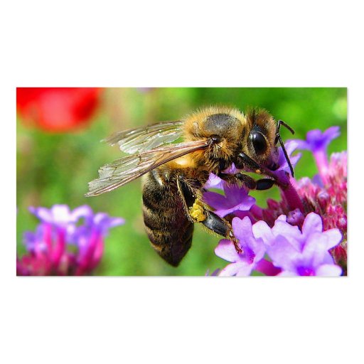 Bees for Sale Business Card (front side)
