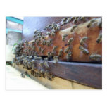 Bees Getting In Their Hive Post Card