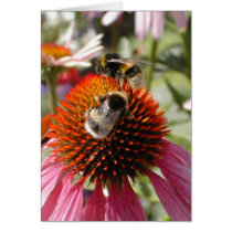 Bees in the Sunshine cards