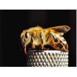 Bees Insects Marco Photo Cut Outs