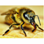 Bees Insects Cut Out
