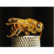 Bees Insects Wings Insects Bugs photo sculptures by lifesphere Bees Insects Wings Insects Bugs photo sculptures