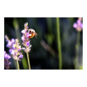 Bees Just Love Lavender! posters