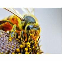 Bees Macro Pollen Insects photo sculptures