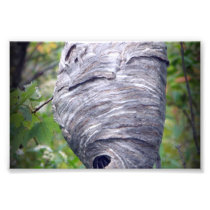 Bees nest