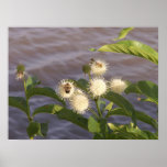 Bees on a Buttonbush Poster