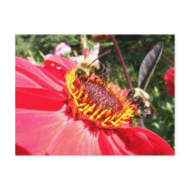Bees on Dahlia 105 ~ postcard