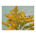 Bees on Goldenrod I posters