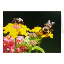 Bees on lantana cards
