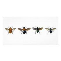 Bees Photo Card Template
