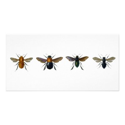 Bees Photo Card Template by spyderfyngers