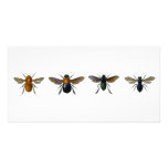 Bees Photo Card Template