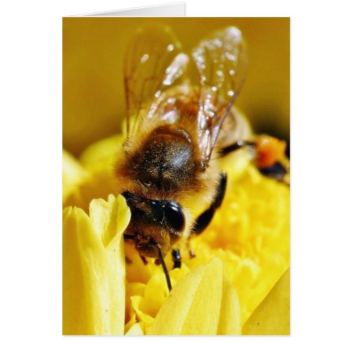 Bees Pollen Insects Wings Macro Bugs Card