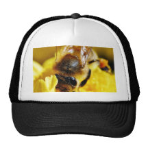 Bees Pollen Insects Wings Macro Bugs Hat