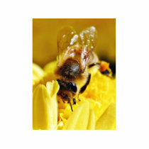Bees Pollen Insects Wings Macro Bugs Cut Out