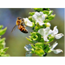 Bees Pollenating Basil Cut Outs