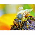 Bees Pollenating Insects Bugs Photo Cut Out