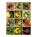 Bees & Wasps posters by beverlytazangel Bees & Wasps posters