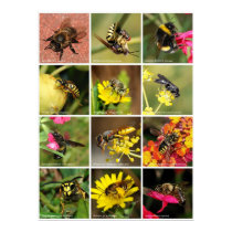 Bees & Wasps posters by beverlytazangel Bees & Wasps posters