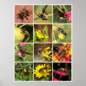Bees & Wasps posters