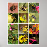 Bees & Wasps Poster