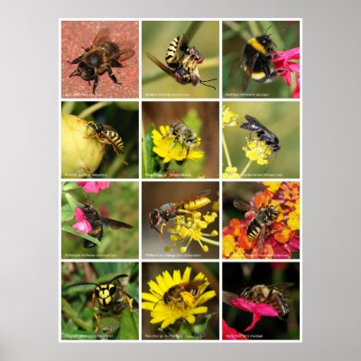 Bees & Wasps Poster by beverlytazangel