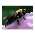 Beesides Canvas Print