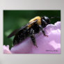 Beesides Canvas Print