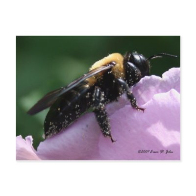 Beesides Postcard by estjohn