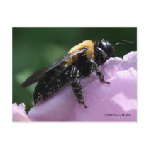 Beesides Postcard