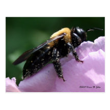 Beesides Postcard