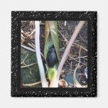 Beetle Blanket Magnet