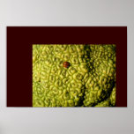 Beetle & Brain posters
