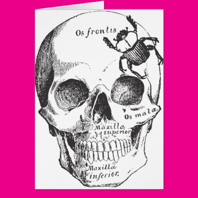 Beetle on a Skull Greeting Card Zazzle_card